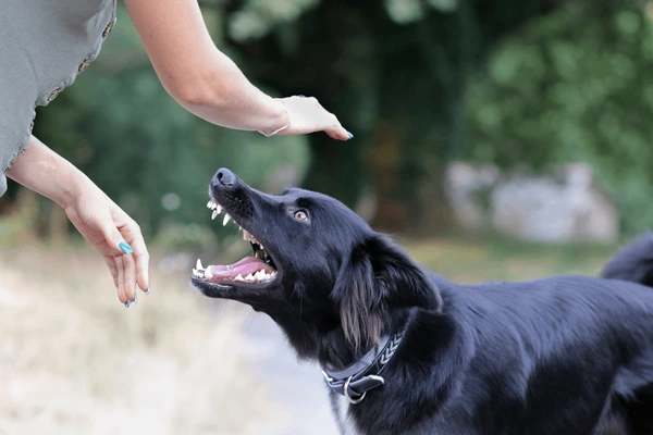 Colorado dog bite lawyer at The Boyle Law Firm